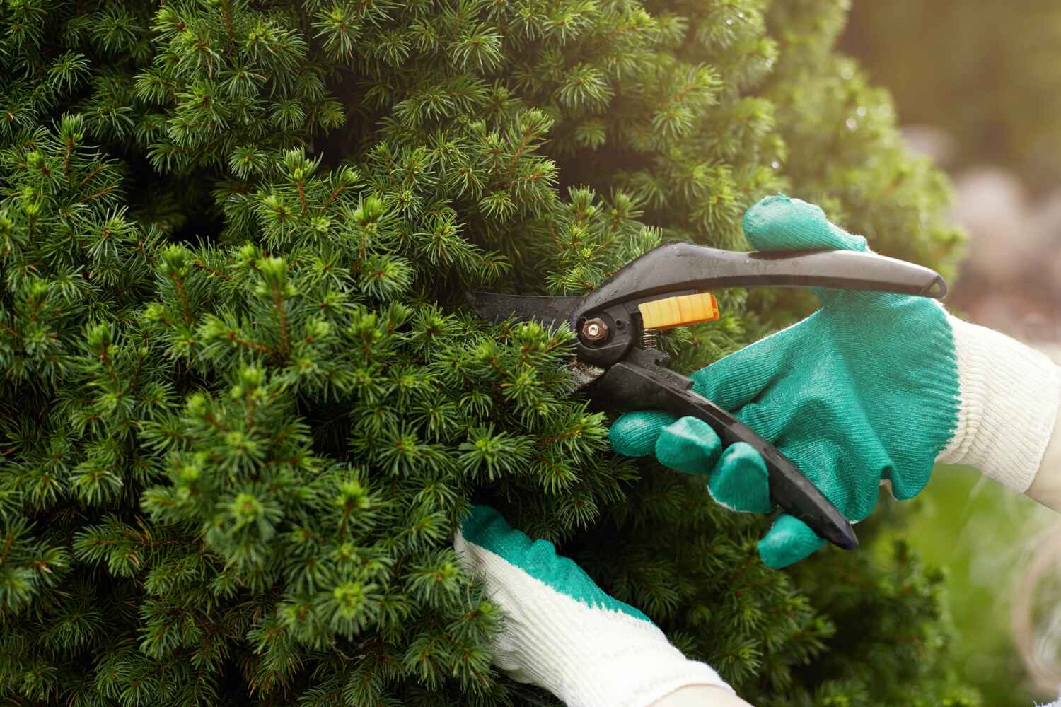 The Steps Involved in Our Tree Care Process in Redwood, TX